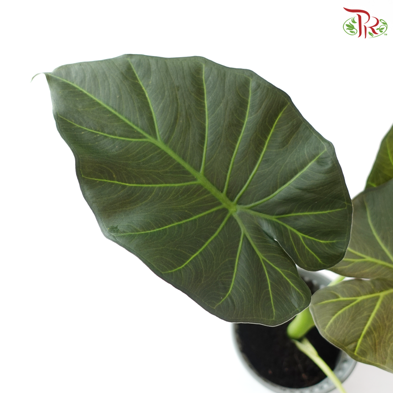 Anthurium Regal Shield P120《王者之盾海芋》