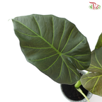 Anthurium Regal Shield P120《王者之盾海芋》