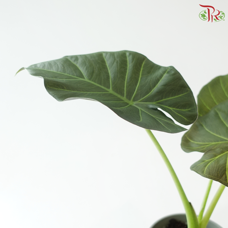 Anthurium Regal Shield P120《王者之盾海芋》