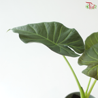Anthurium Regal Shield P120《王者之盾海芋》