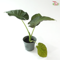 Anthurium Regal Shield P120《王者之盾海芋》