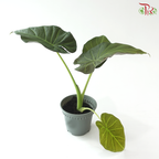 Anthurium Regal Shield P120《王者之盾海芋》