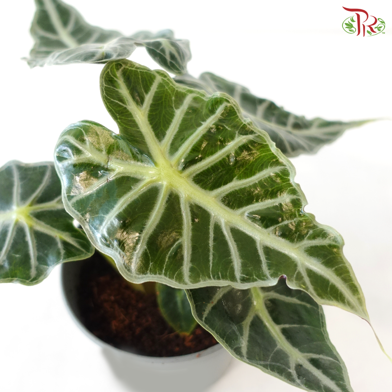 Alocasia Ruby P105《红脉海芋》