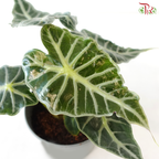 Alocasia Ruby P105《红脉海芋》