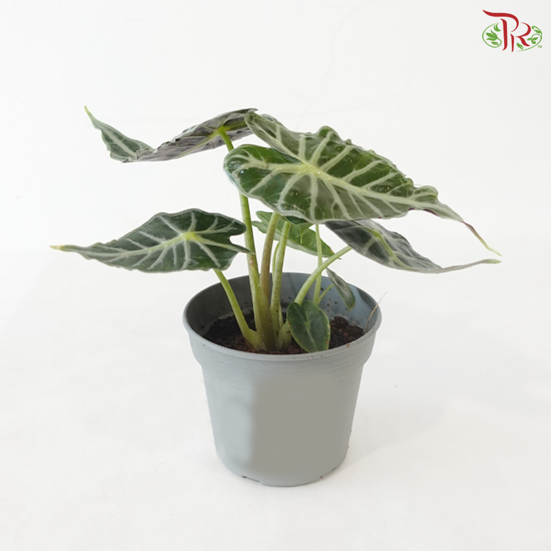 Alocasia Ruby P105《红脉海芋》