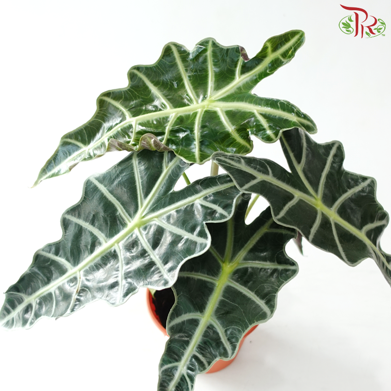 Alocasia Amazonica P120《亚马逊海芋》
