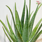 Aloe Vera P260《芦荟》