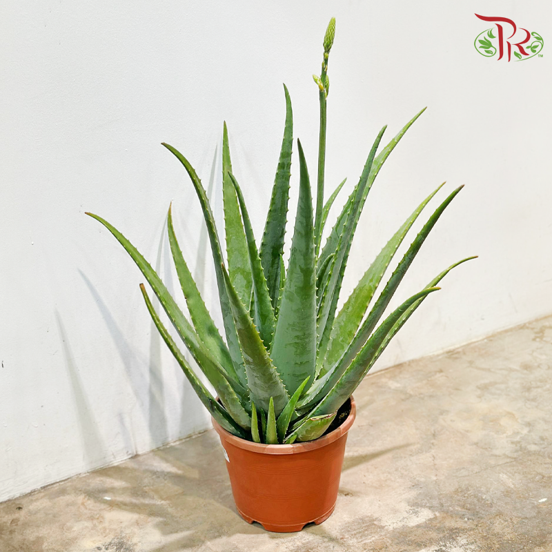 Aloe Vera P260《芦荟》