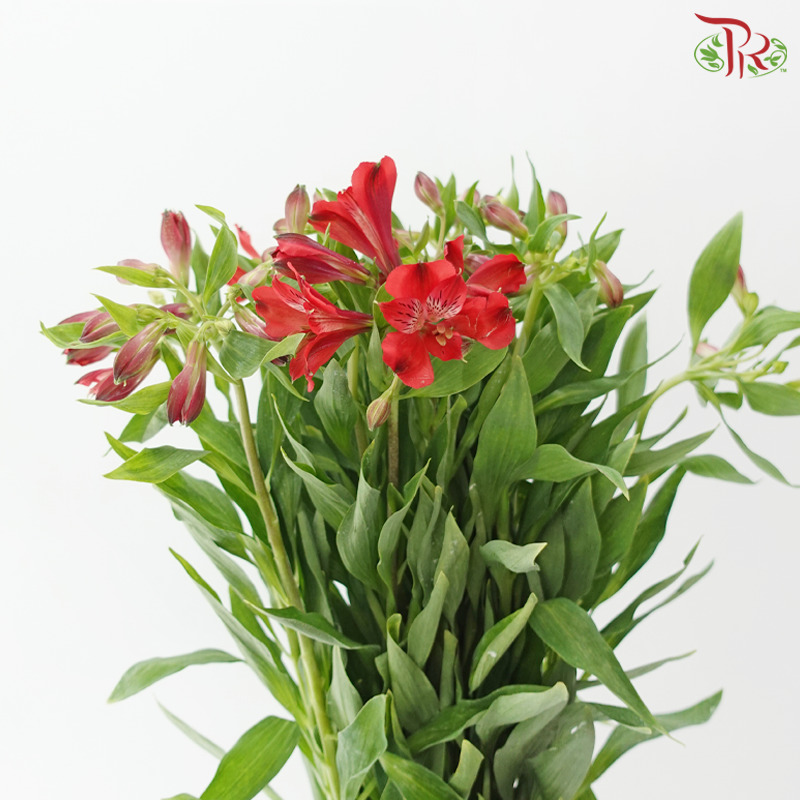 Alstroemeria - Red (Per Bunch)
