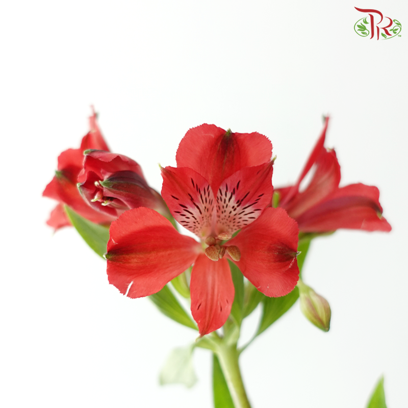 Alstroemeria - Red (Per Bunch)