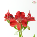 Alstroemeria - Red (Per Bunch)