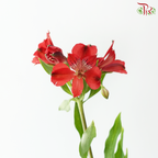 Alstroemeria - Red (Per Bunch)