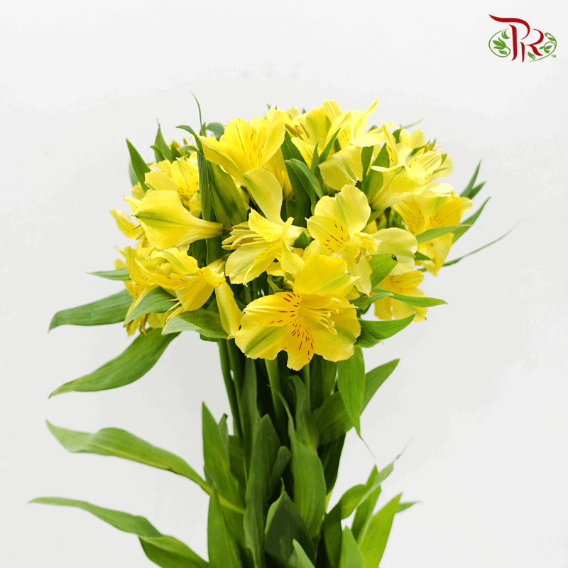 Alstroemeria- Yellow (10 Stems) - Pudu Ria Florist