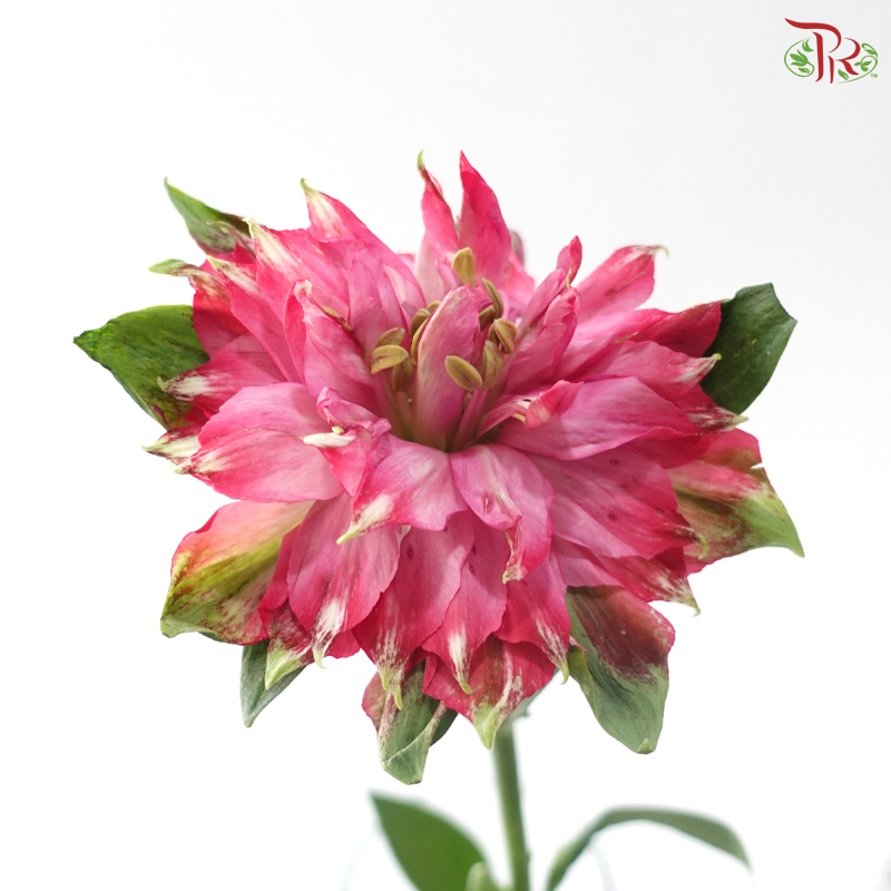 Alstroemeria - Deep Pink (10 Stems)