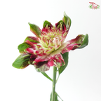 Alstroemeria - Deep Pink (10 Stems)