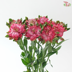 Alstroemeria - Deep Pink (10 Stems)
