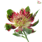 Alstroemeria - Deep Pink (10 Stems)