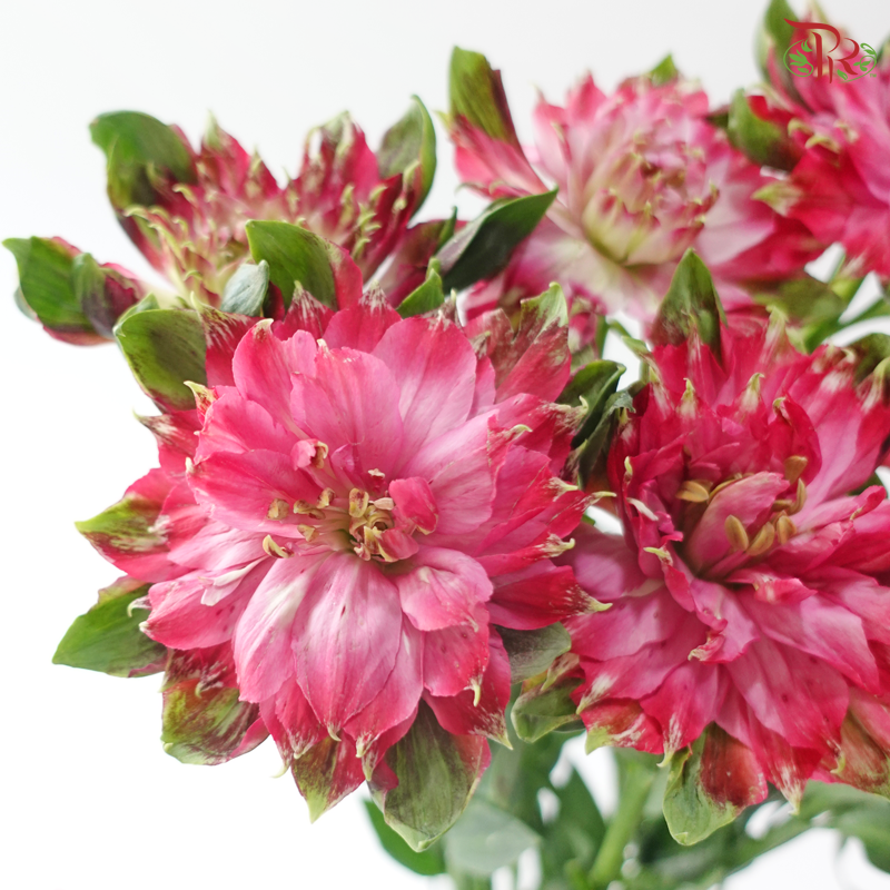 Alstroemeria - Deep Pink (10 Stems)