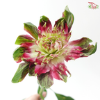 Alstroemeria - Deep Pink (10 Stems)