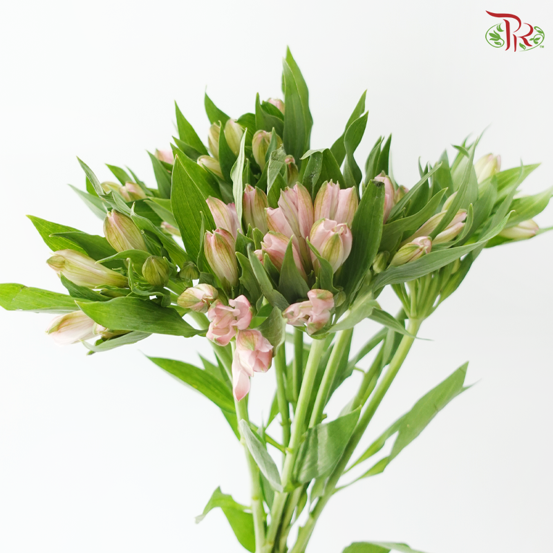 Alstroemeria - Pastel Pink (10 Stems)