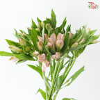 Alstroemeria - Pastel Pink (10 Stems)