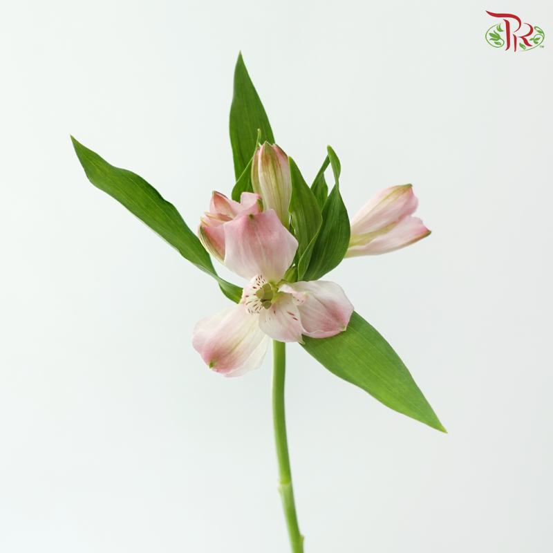 Alstroemeria - Pastel Pink (10 Stems)