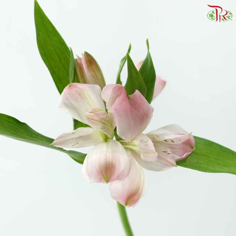 Alstroemeria - Pastel Pink (10 Stems)