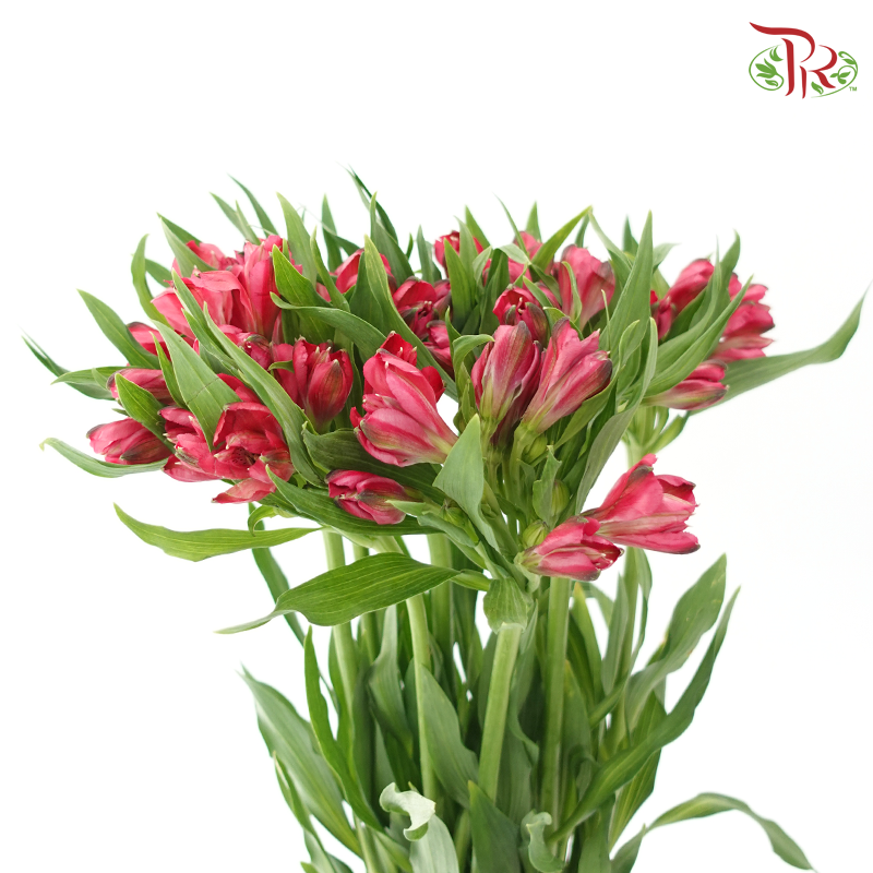 Alstroemeria - Cherry Pink / Rome (10 Stems)
