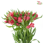 Alstroemeria - Cherry Pink / Rome (10 Stems)
