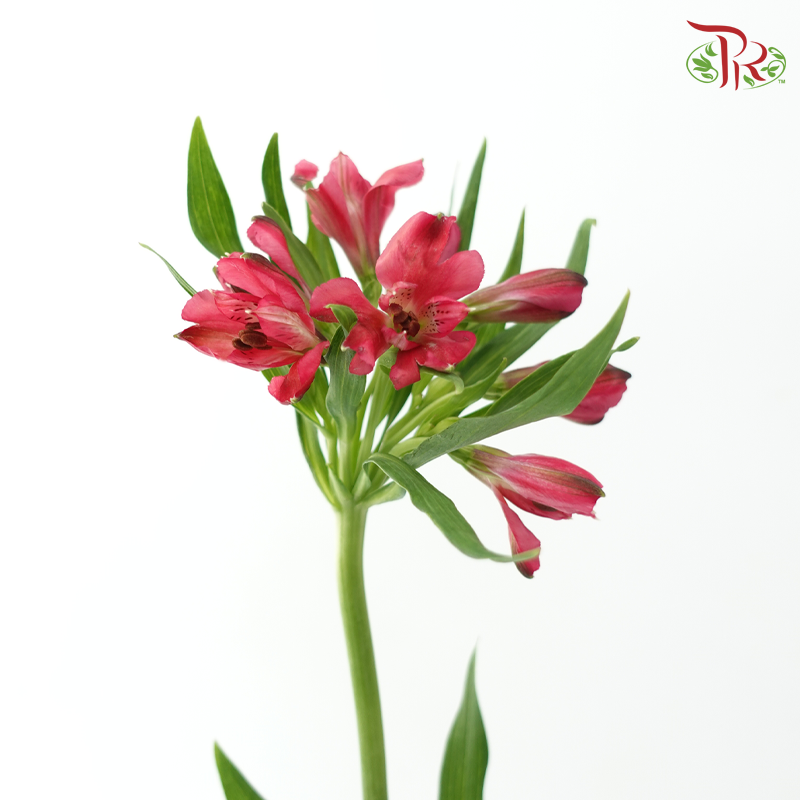 Alstroemeria - Cherry Pink / Rome (10 Stems)