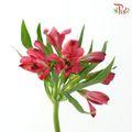 Alstroemeria - Cherry Pink / Rome (10 Stems)
