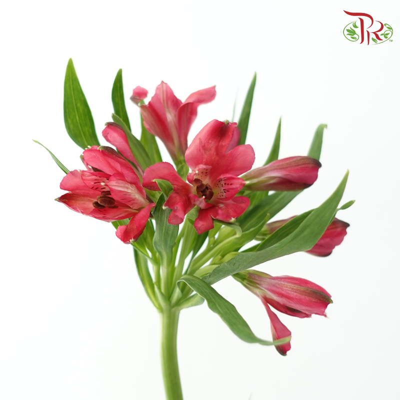 Alstroemeria - Cherry Pink / Rome (10 Stems)