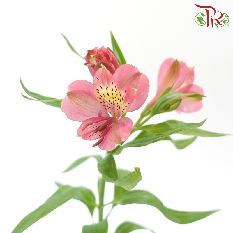 Alstroemeria - Pink (Per Bunch)