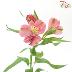 Alstroemeria - Pink (Per Bunch)