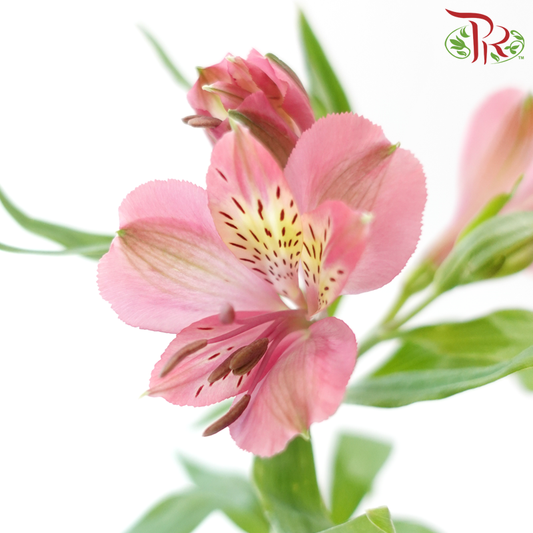 Alstroemeria - Pink (Per Bunch)