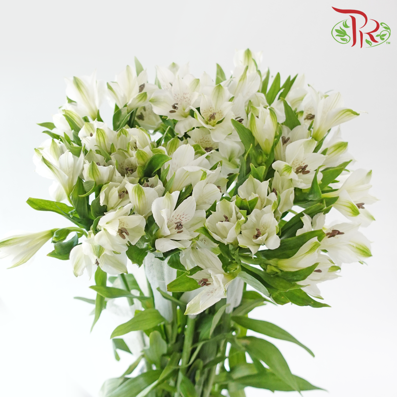 Alstroemeria - White (10 Stems)
