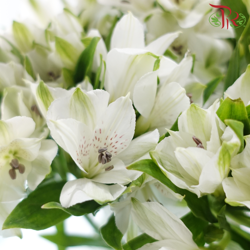 Alstroemeria - White (10 Stems)