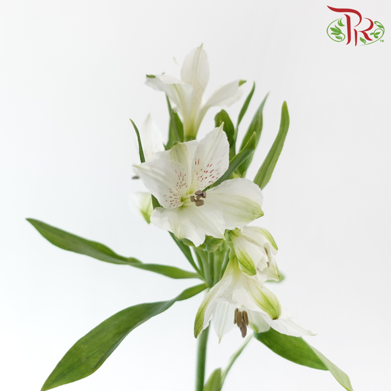 Alstroemeria - White (10 Stems)