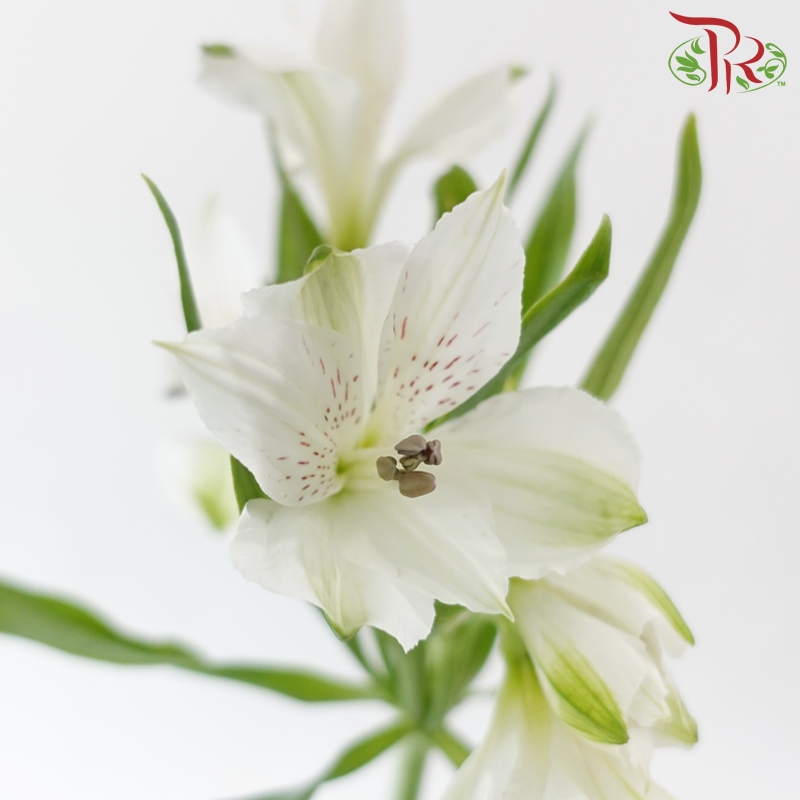 Alstroemeria - White (10 Stems)