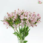 Alstroemeria - Light Pink (10 Stems)