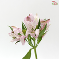 Alstroemeria - Light Pink (10 Stems)