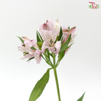Alstroemeria - Light Pink (10 Stems)