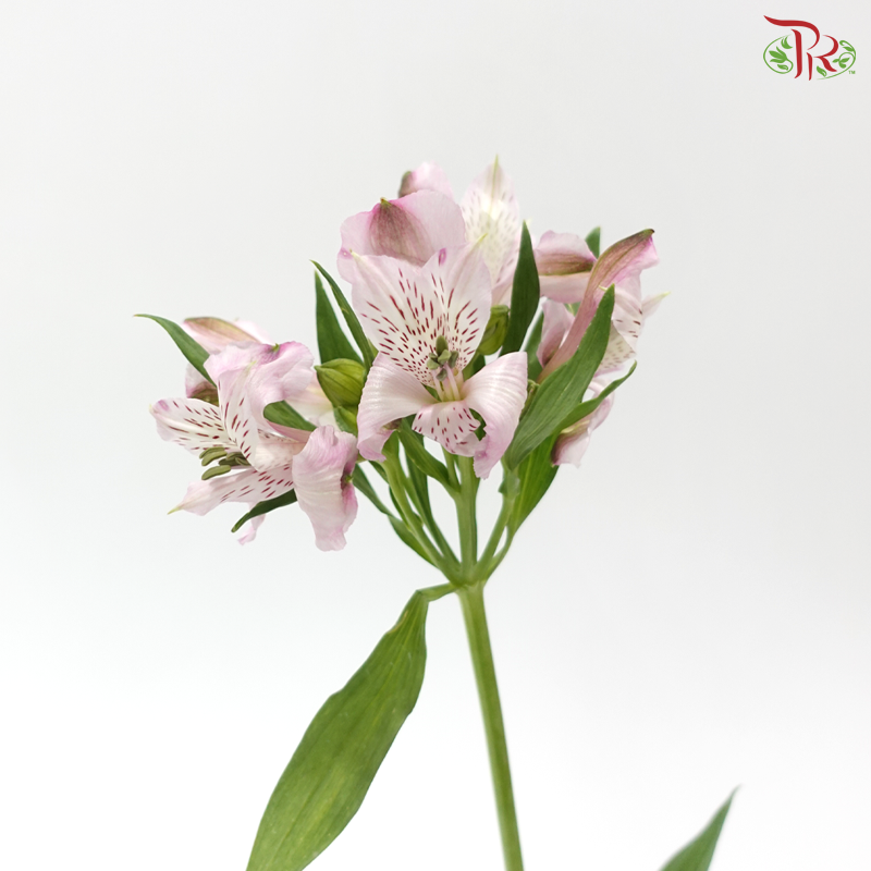 Alstroemeria - Light Pink (10 Stems)