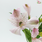 Alstroemeria - Light Pink (10 Stems)