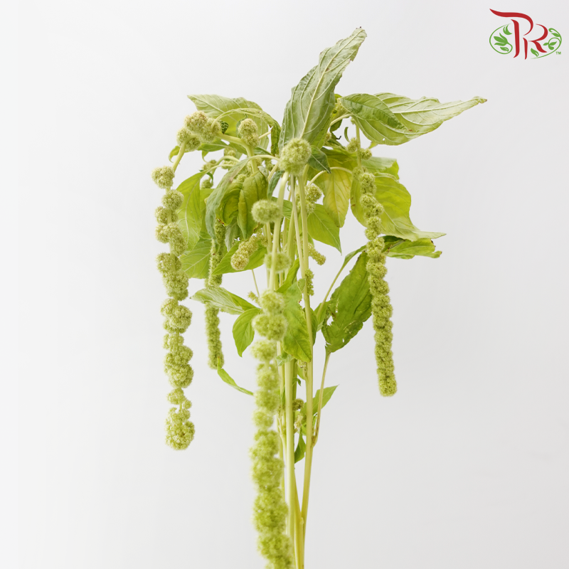 Amaranthus Hanging Big Ball - Green (5 Stems)