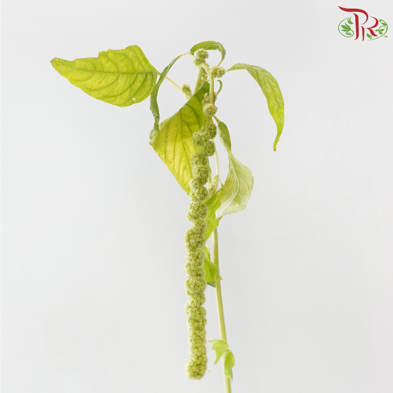 Amaranthus Hanging Big Ball - Green (5 Stems)