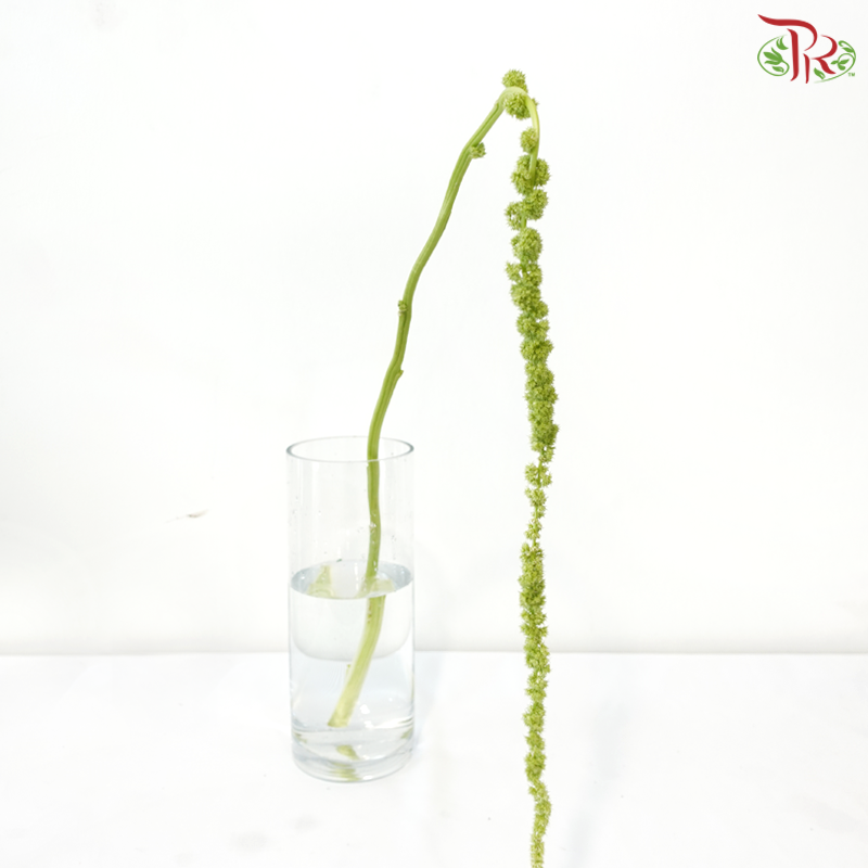 Amaranthus Hanging - Green (5 Stems)