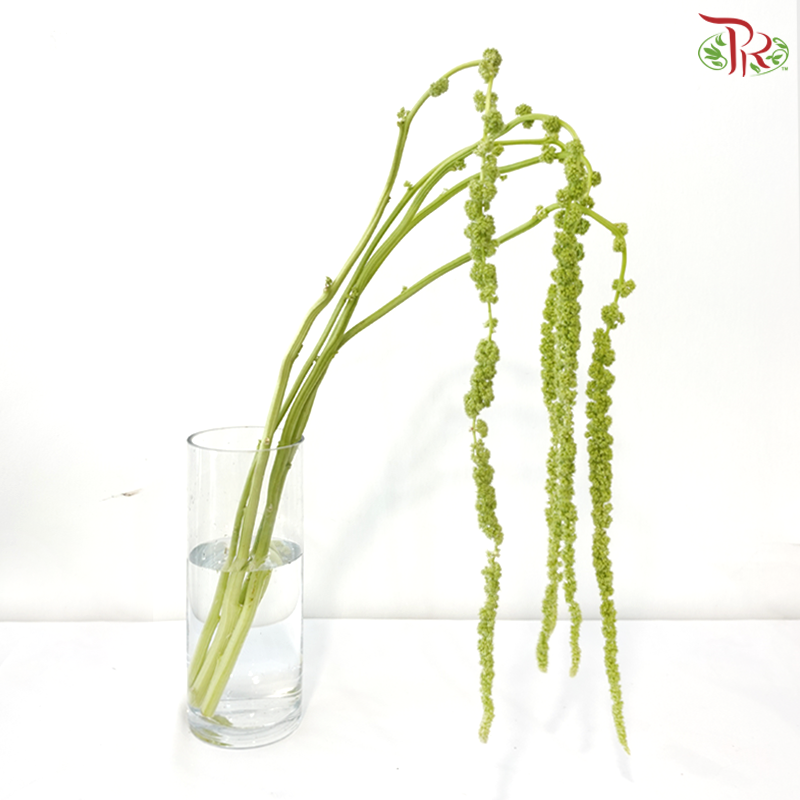 Amaranthus Hanging - Green (5 Stems)