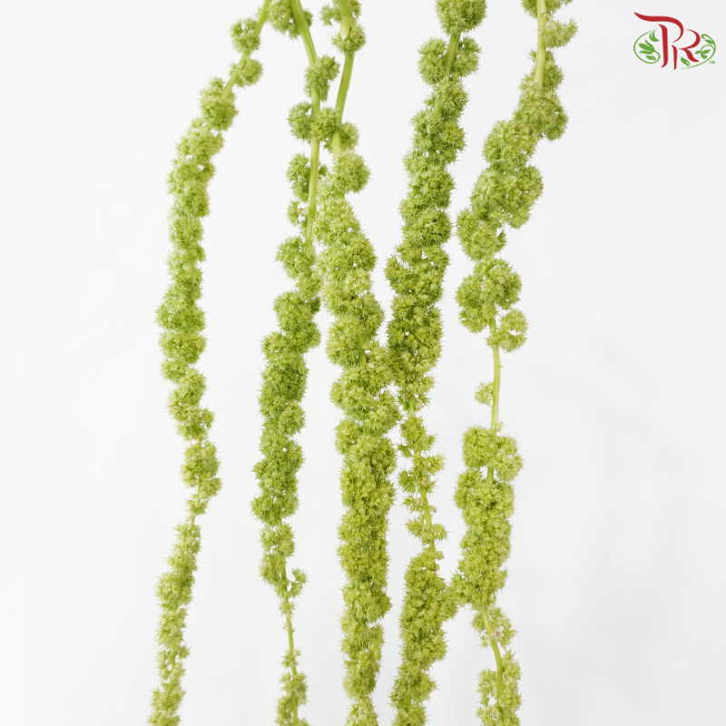 Amaranthus Hanging - Green (5 Stems)