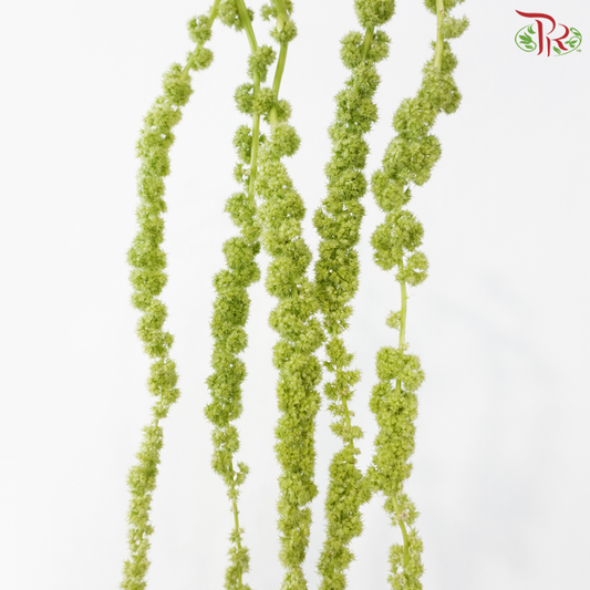 Amaranthus Hanging - Green (5 Stems)